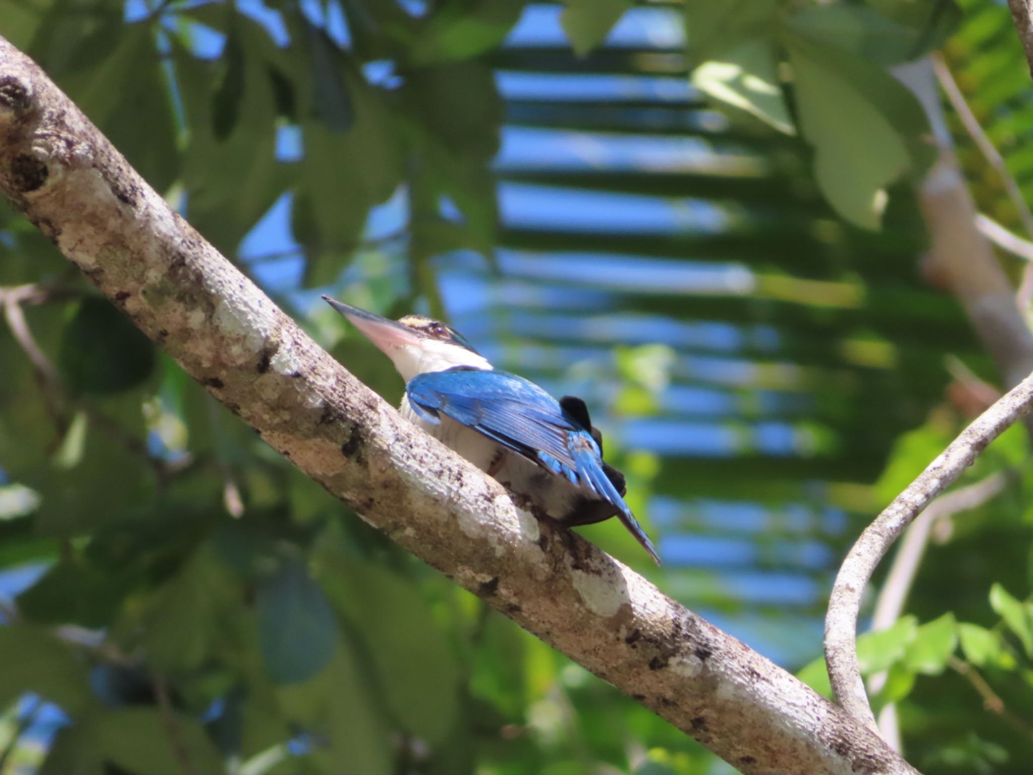 Photo of Collared Kingfisher at Havelock Island by Koryanov