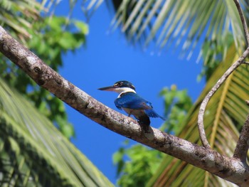 Collared Kingfisher Havelock Island Mon, 3/9/2020