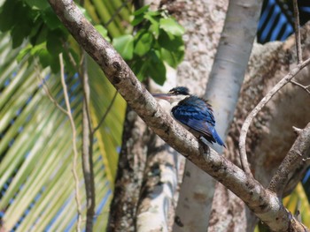 Collared Kingfisher Havelock Island Mon, 3/9/2020