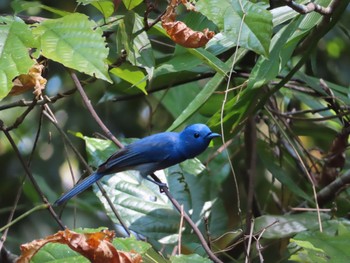 Black-naped Monarch Havelock Island Mon, 3/9/2020