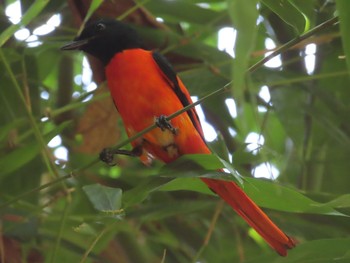 Scarlet Minivet Havelock Island Mon, 3/9/2020