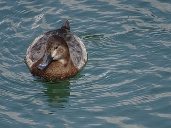 ホシハジロ 湯之尾滝公園 2020年3月14日(土)