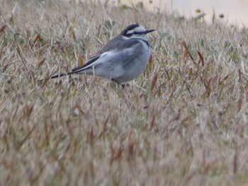 White Wagtail 湯之尾滝公園 Sat, 3/14/2020