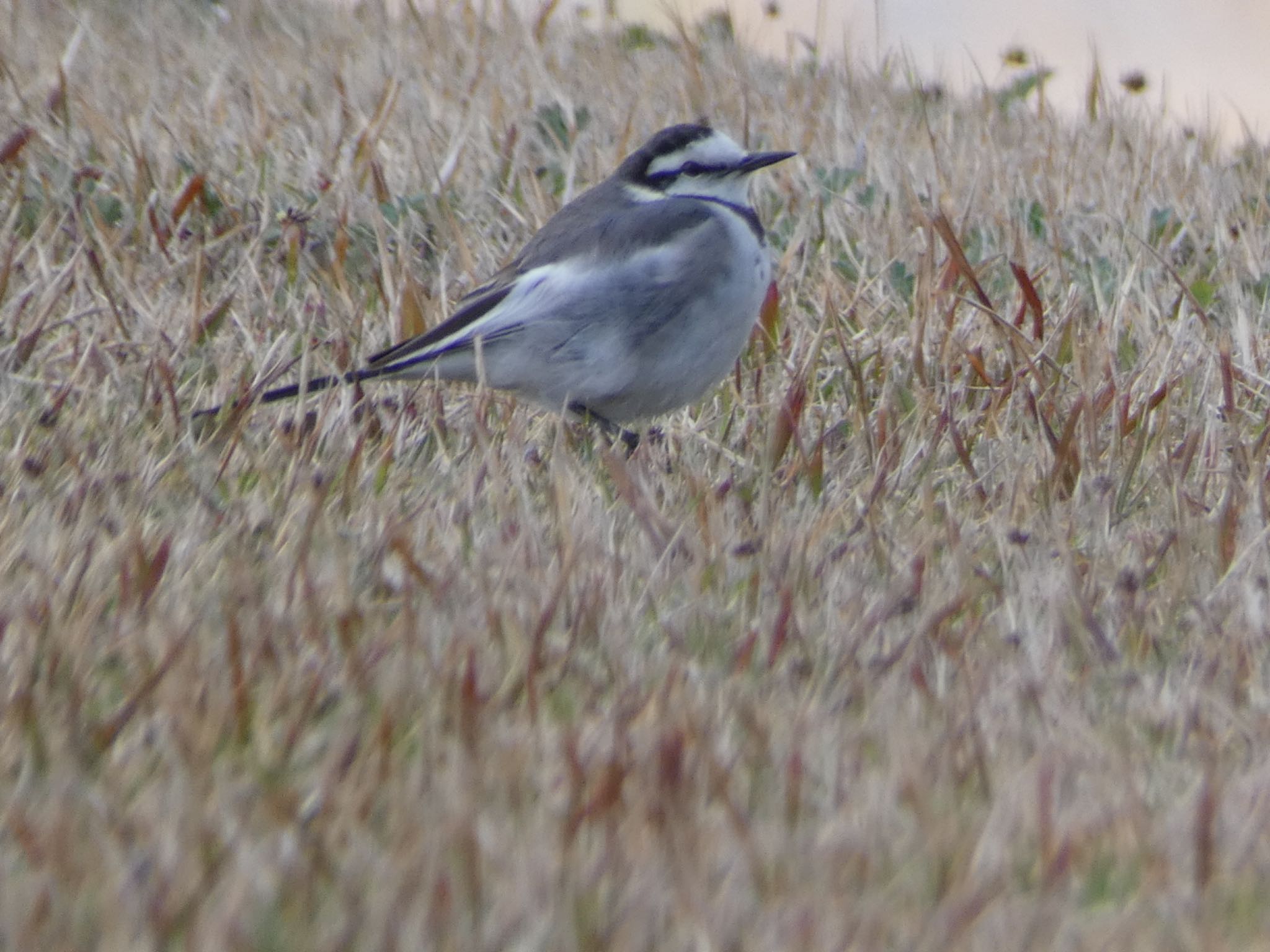 White Wagtail