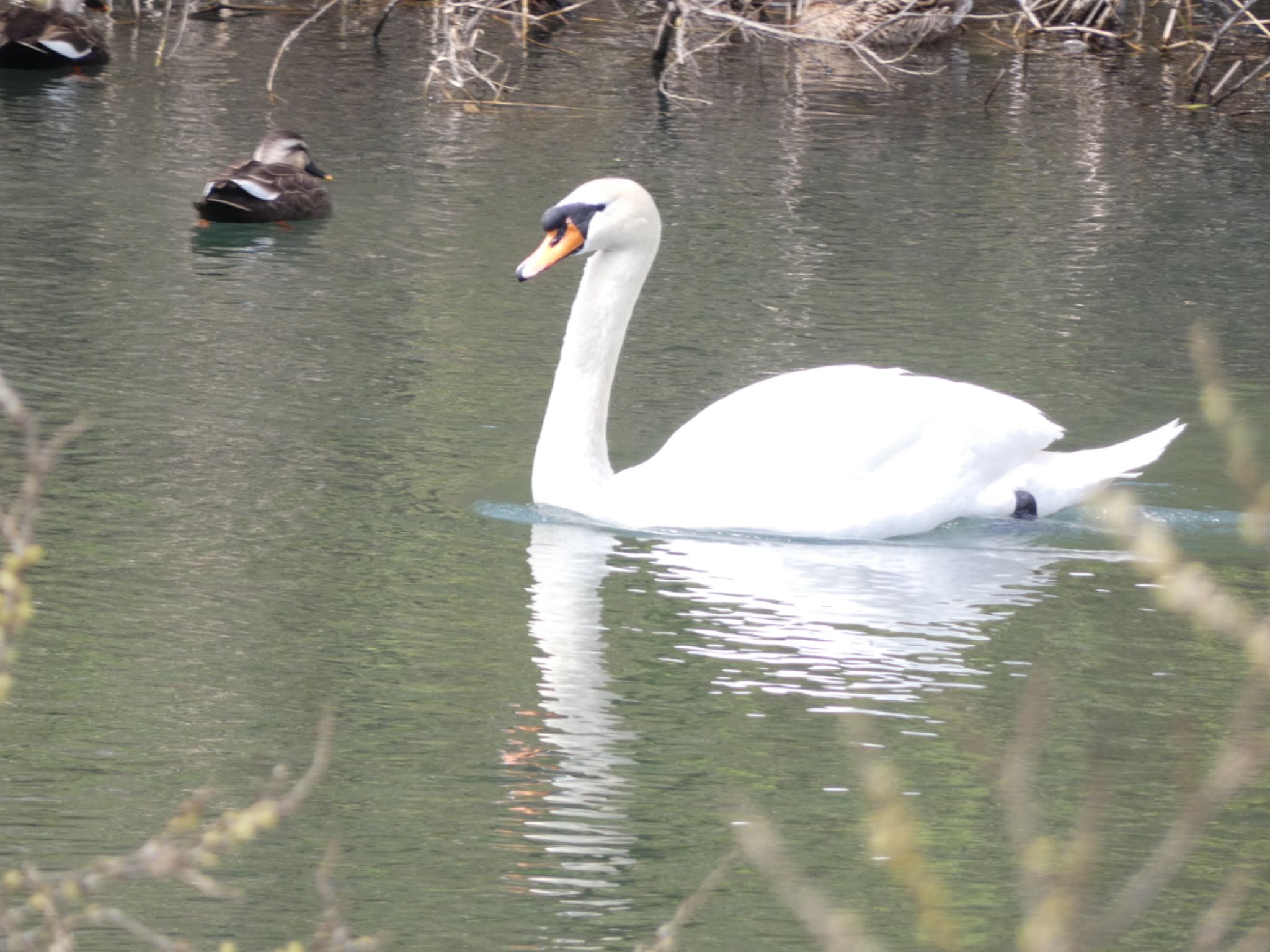 Mute Swan