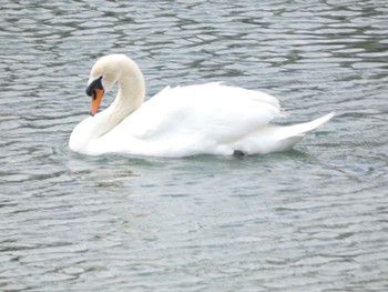 Mute Swan 湯之尾滝公園 Sat, 3/14/2020