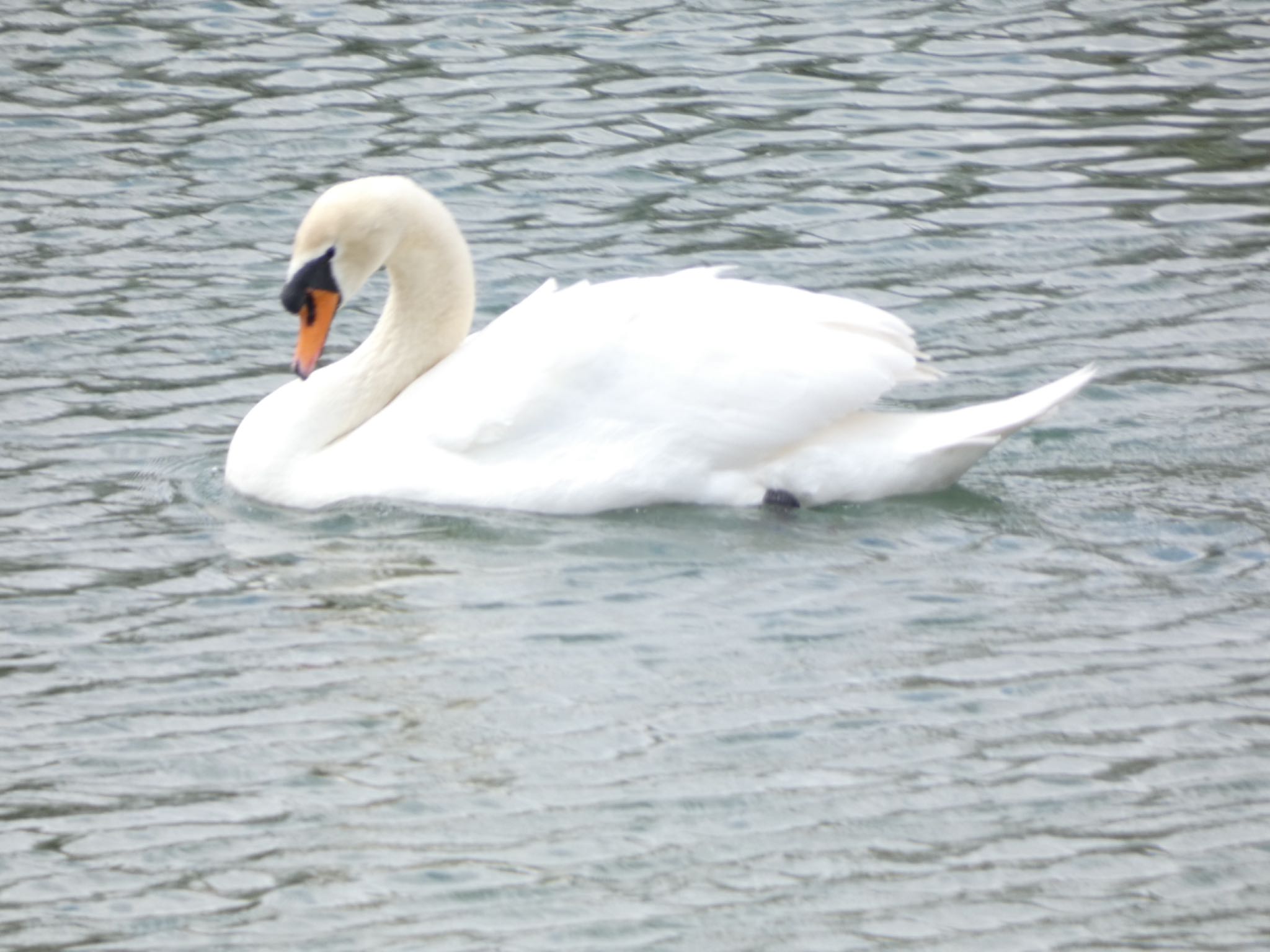 Mute Swan