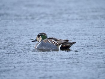 2020年3月14日(土) 見沼自然公園の野鳥観察記録