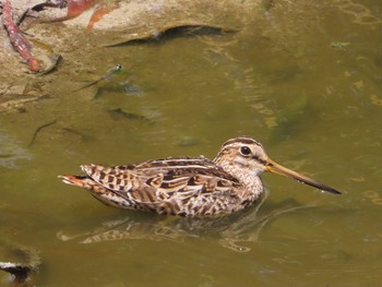 Pin-tailed Snipe Havelock Island Sun, 3/8/2020