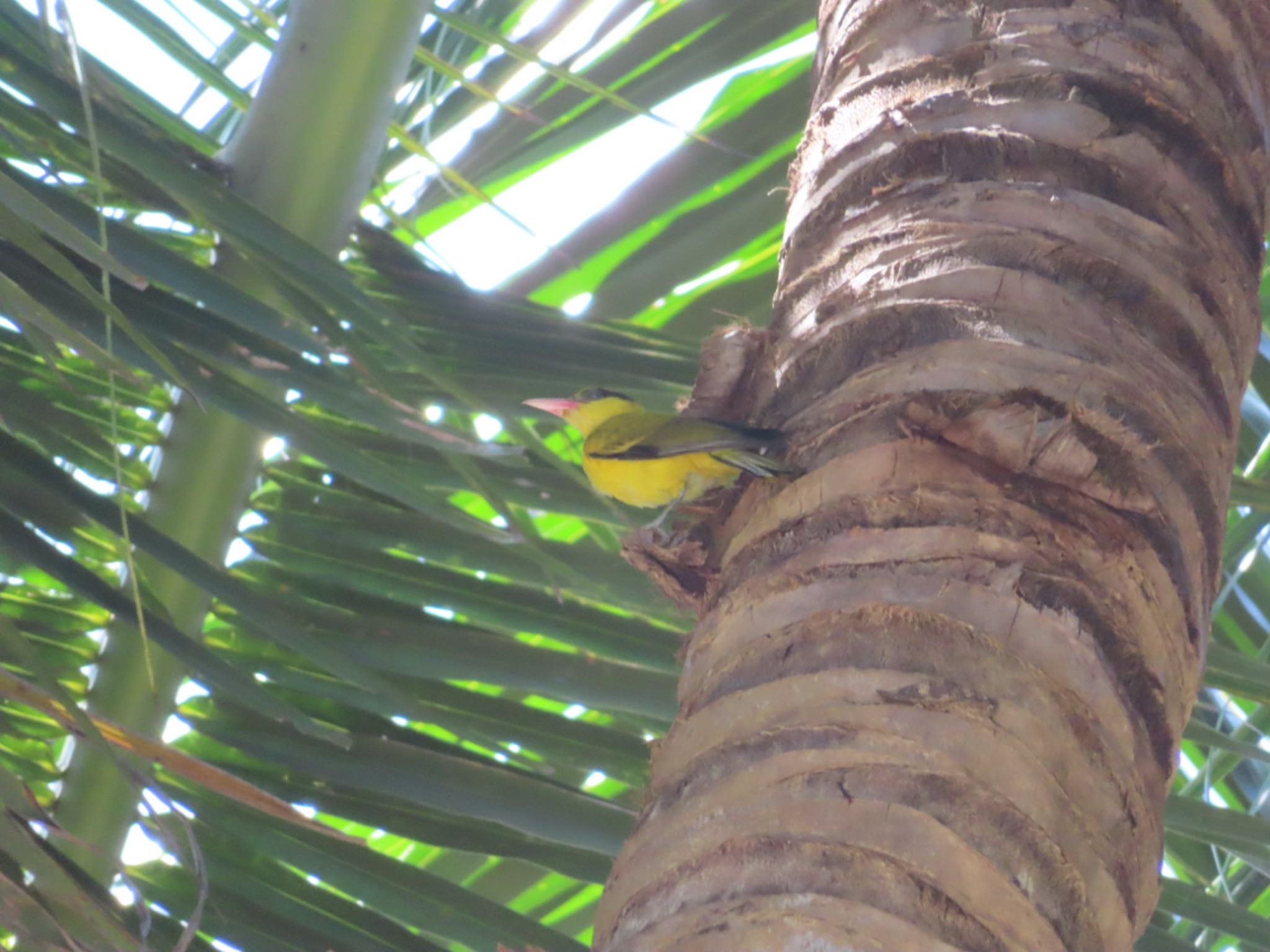 Photo of Black-naped Oriole at Havelock Island by Koryanov