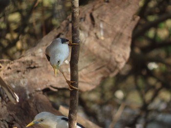 White-headed Starling