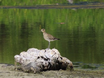 Pacific Golden Plover Havelock Island Sun, 3/8/2020