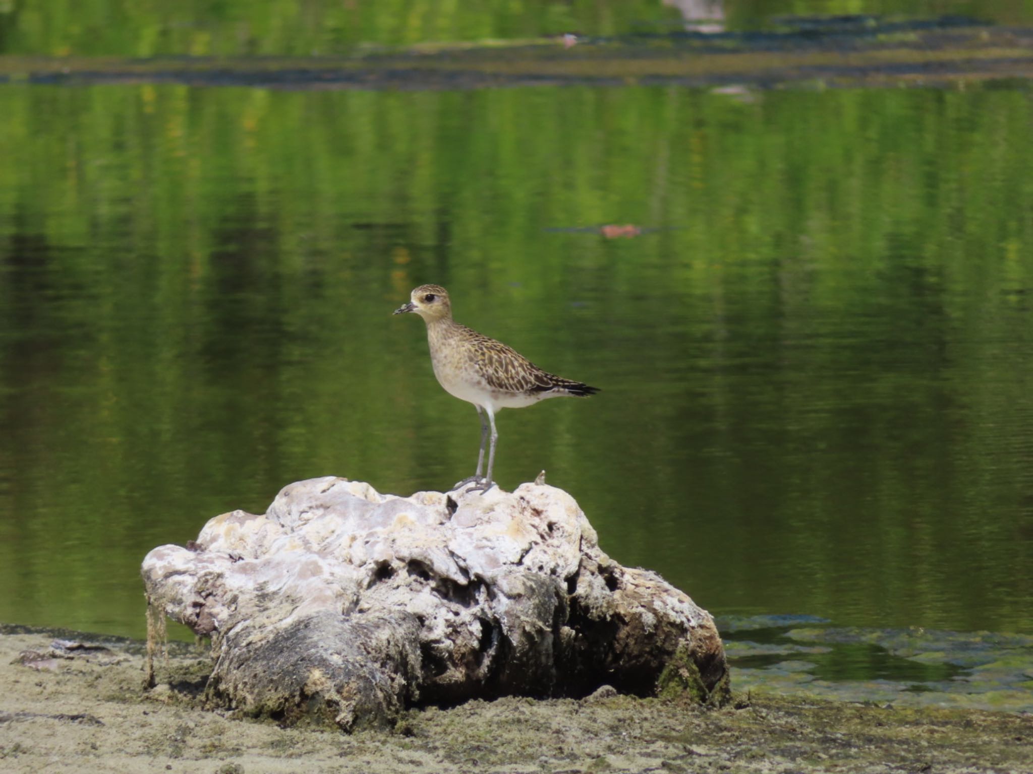 Photo of Pacific Golden Plover at Havelock Island by Koryanov