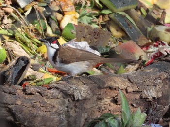 Red-whiskered Bulbul Havelock Island Mon, 3/9/2020