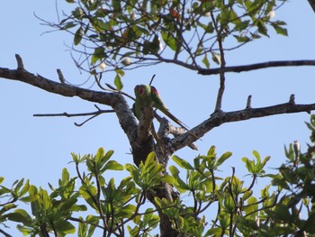 Alexandrine Parakeet Havelock Island Mon, 3/9/2020