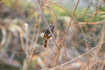 ジョウビタキ 芝川貯水池　芝川 2016年1月27日(水)