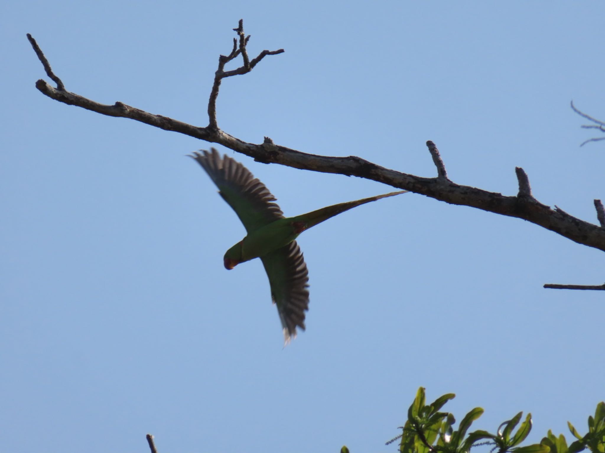 Photo of Alexandrine Parakeet at Havelock Island by Koryanov