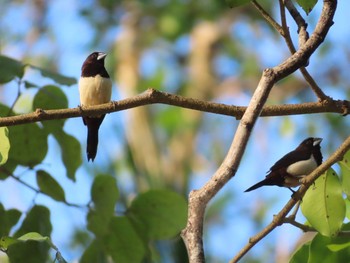 White-breasted Woodswallow Havelock Island Tue, 3/10/2020