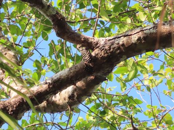 Freckle-breasted Woodpecker Havelock Island Tue, 3/10/2020