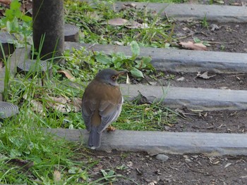 Pale Thrush 久良岐公園 Sun, 2/23/2020