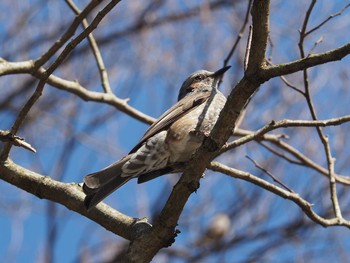 Brown-eared Bulbul 久良岐公園 Sun, 2/23/2020