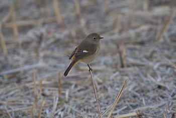 ジョウビタキ 芝川貯水池　芝川 2016年1月27日(水)