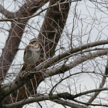 Dusky Thrush 西宮港 Sat, 3/14/2020