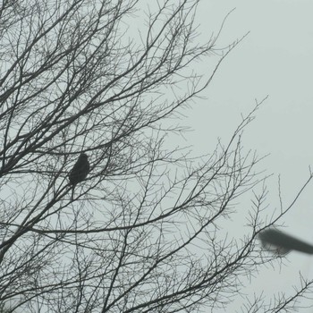 Brown-eared Bulbul 西宮港 Sat, 3/14/2020