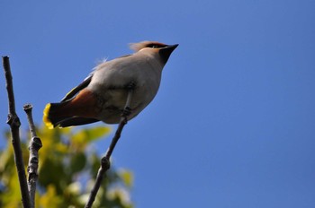 2020年3月1日(日) 昆陽池公園の野鳥観察記録