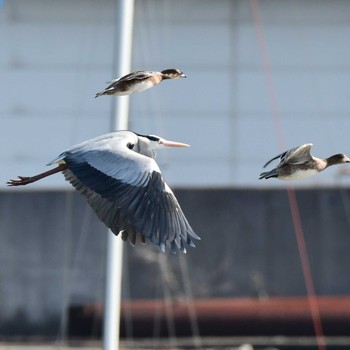 Grey Heron 甲子園浜(兵庫県西宮市) Thu, 3/12/2020