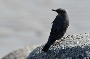 Blue Rock Thrush 関西一円 Fri, 11/1/2019