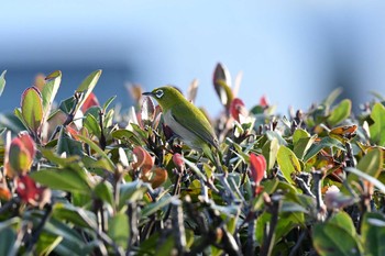 Warbling White-eye 関西一円 Fri, 11/1/2019