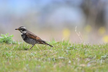 Sun, 3/8/2020 Birding report at 武庫川