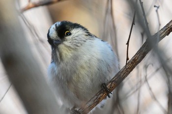 Long-tailed Tit 武庫川 Sun, 3/8/2020