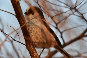 Long-tailed Tit 武庫川 Sun, 3/8/2020