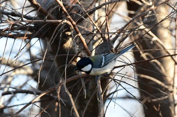 Japanese Tit 武庫川 Sun, 3/8/2020