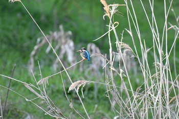 Common Kingfisher 武庫川 Sun, 3/8/2020