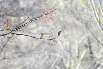 カワセミ 武庫川 2020年3月8日(日)