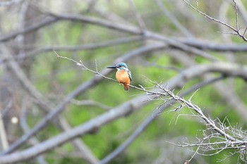 カワセミ 武庫川 2020年3月8日(日)