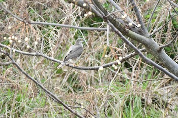 2019年11月1日(金) 関西一円の野鳥観察記録