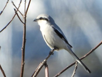 Chinese Grey Shrike 見沼区 Wed, 3/11/2020