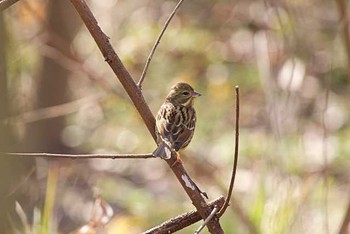 アオジ 芝川貯水池　芝川 2016年1月27日(水)