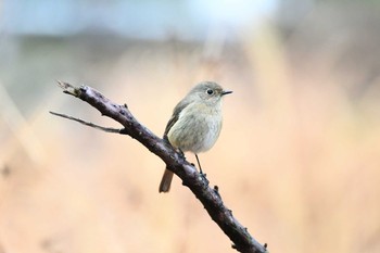 未同定 場所が不明 撮影日未設定