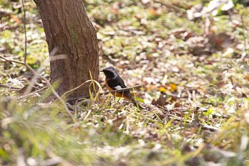 ジョウビタキ 芝川貯水池　芝川 2016年1月27日(水)