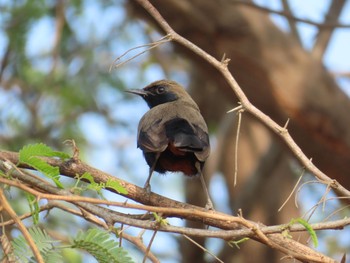 Indian Robin Ranthambore National Park Fri, 2/21/2020