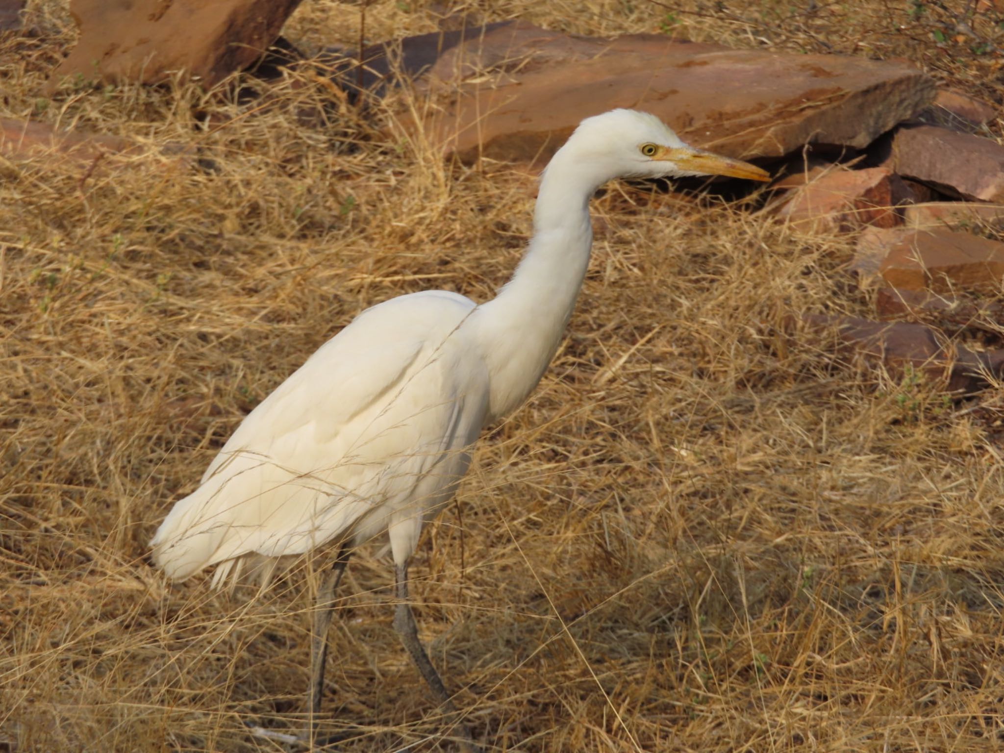 Photo of Medium Egret at Ranthambore National Park by Koryanov