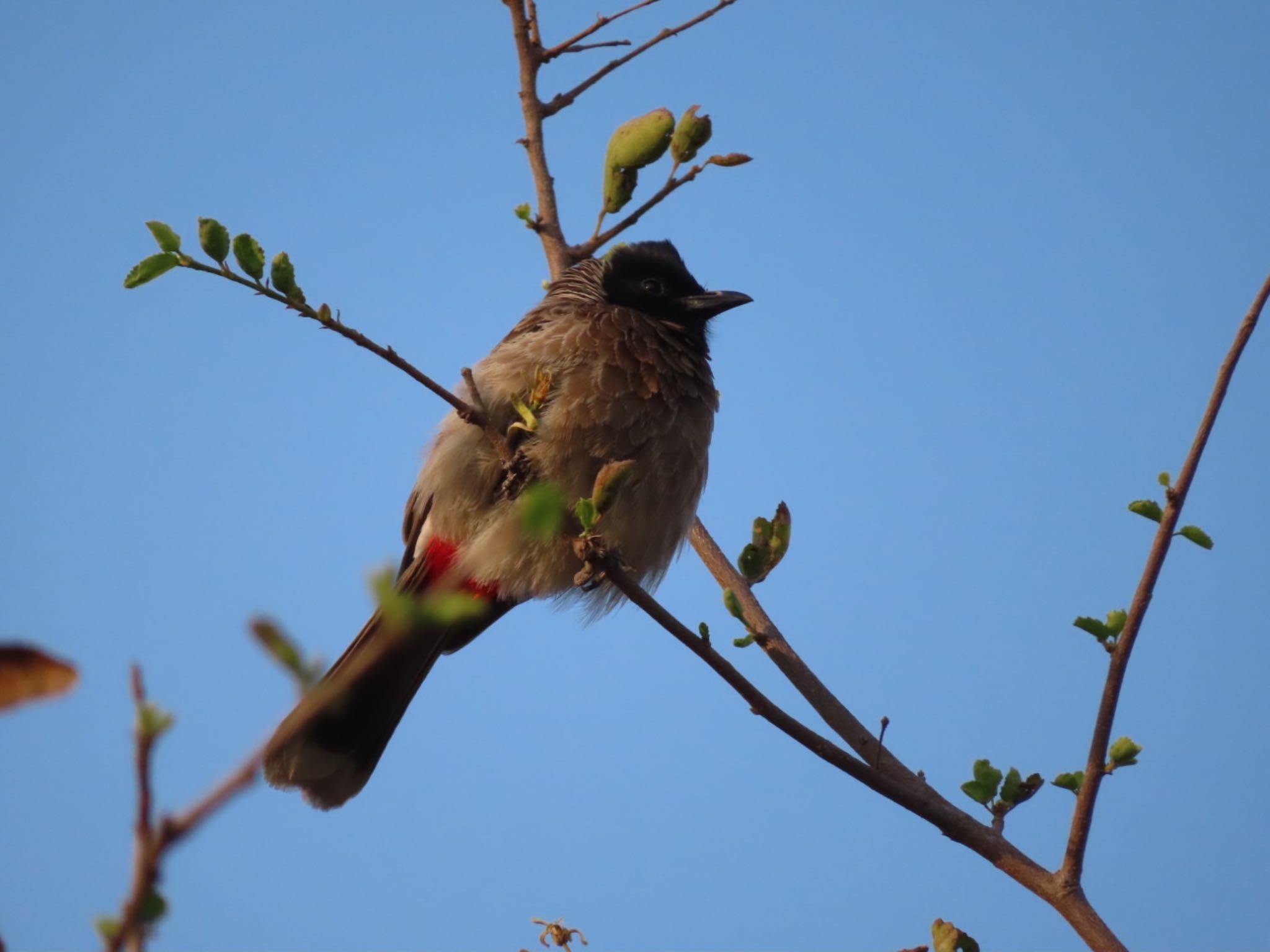 Photo of Red-vented Bulbul at Ranthambore National Park by Koryanov