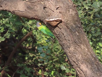 Plum-headed Parakeet Ranthambore National Park Sat, 2/22/2020