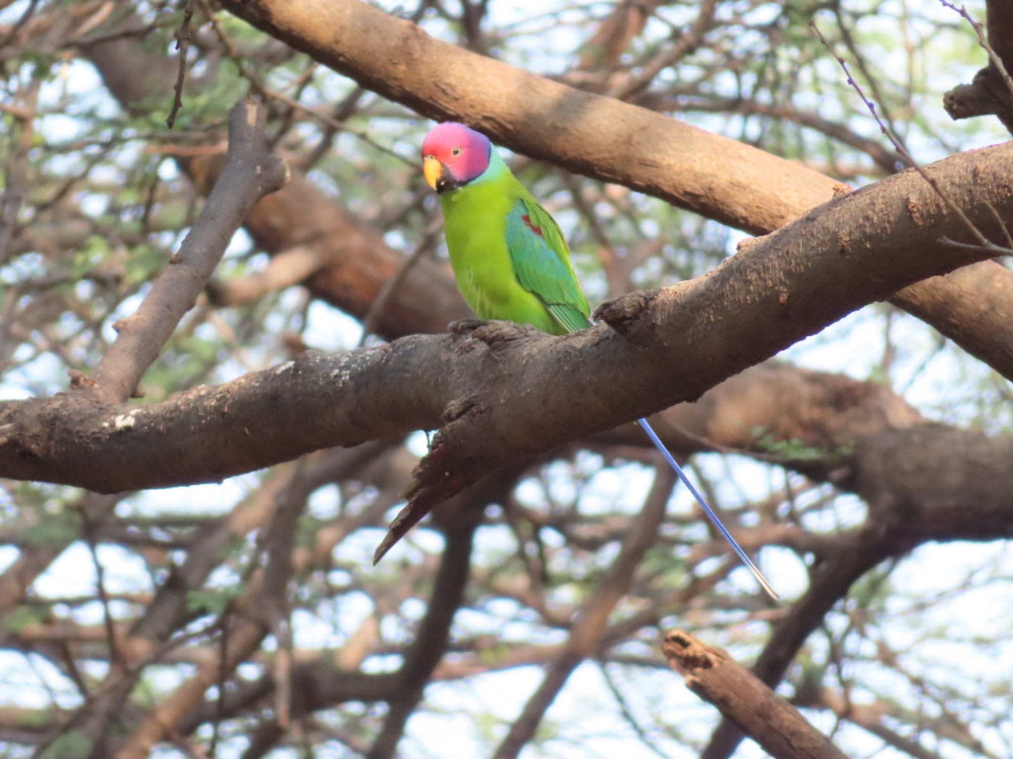 Photo of Plum-headed Parakeet at Ranthambore National Park by Koryanov