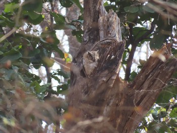 Indian Scops Owl